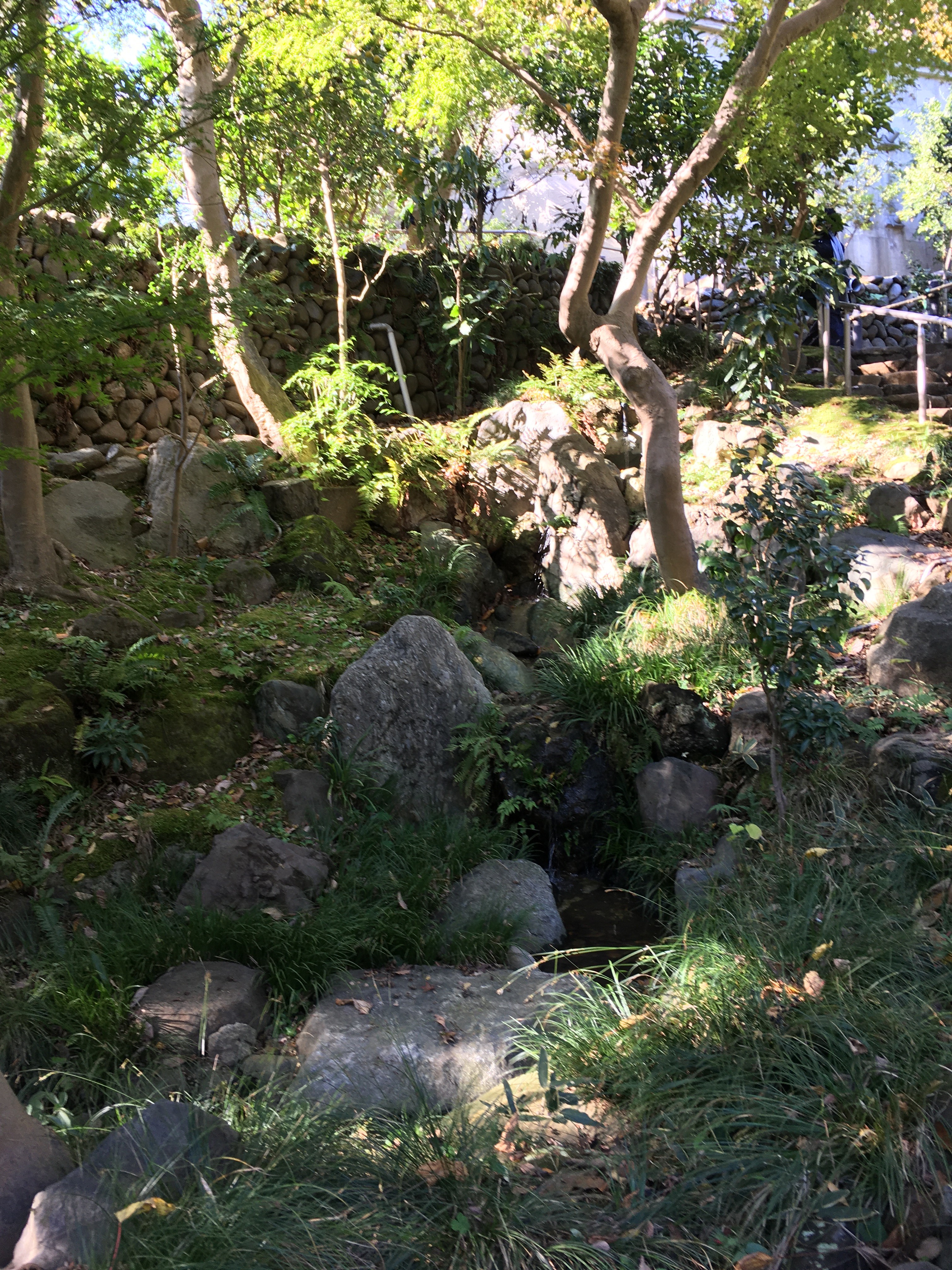 日本庭園　（等々力渓谷）